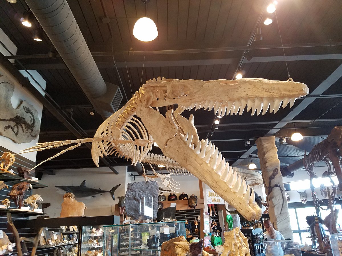 The Dinosaur Store Cocoa Beach